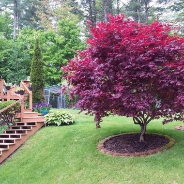 bloodgood-japanese-maple-1edit — копия (2)
